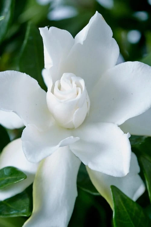Celestial Star Gardenia - 1 Gallon Pot 1 Celestial Star Gardenia - 1 Gallon Pot