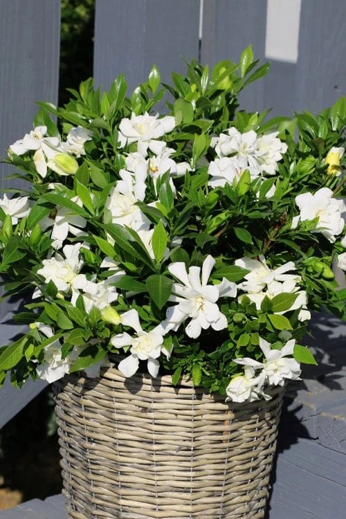 Celestial Star Gardenia - 1 Gallon Pot 4 Celestial Star Gardenia - 1 Gallon Pot - Image 4