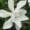 Frost Proof Gardenia - 1 Gallon Pot
