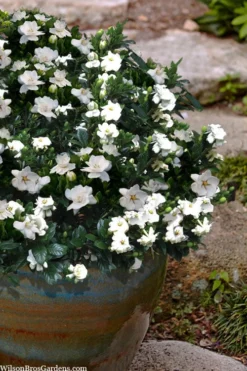 Buttons Gardenia - 3 Gallon Pot -Garden & Outdoors gardenia jasminoides buttons 10