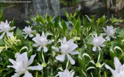 Crescent Moon Dwarf Gardenia - 6 Pack Of 1 Gallon Pots -Garden & Outdoors gardenia jasminoides crescent moon dwarf creeping 2 1