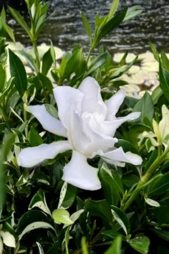 Crescent Moon Dwarf Gardenia - 6 Pack Of 1 Gallon Pots -Garden & Outdoors gardenia jasminoides crescent moon dwarf creeping 6 1
