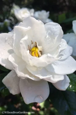 Crown Jewel Gardenia - 6-Pack Of 1 Gallon Pots -Garden & Outdoors gardenia jasminoides crown jewel 11