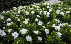 Crown Jewel Gardenia - 6-Pack Of 1 Gallon Pots -Garden & Outdoors gardenia jasminoides crown jewel 12