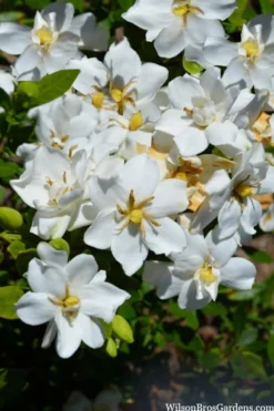Snow Flurry Hardy Gardenia - 3 Gallon Pot -Garden & Outdoors gardenia jasminoides snow flurry 2 1