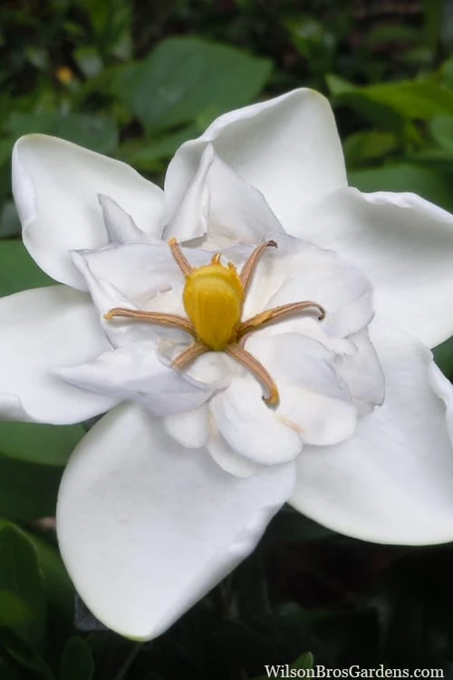 Snow Flurry Hardy Gardenia - 1 Gallon Pot 1 Snow Flurry Hardy Gardenia - 1 Gallon Pot