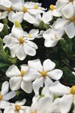 Snow Girl Hardy Dwarf Gardenia - 1 Gallon Pot -Garden & Outdoors gardenia jasminoides snow girl 1