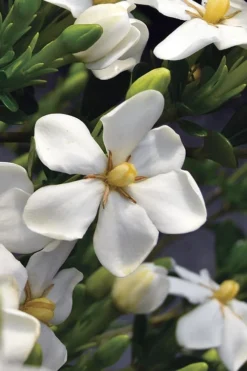 Snow Girl Hardy Dwarf Gardenia - 1 Gallon Pot -Garden & Outdoors gardenia jasminoides snow girl 2