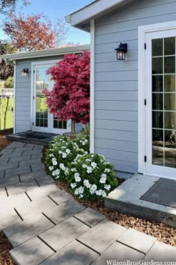 Snow Globe Gardenia - 1 Gallon Pot -Garden & Outdoors gardenia jasminoides snow globe 3 1