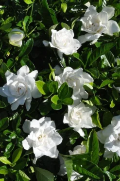 Snow Puff Hardy Gardenia - 7 Gallon Pot -Garden & Outdoors gardenia jasminoides snow puff 2