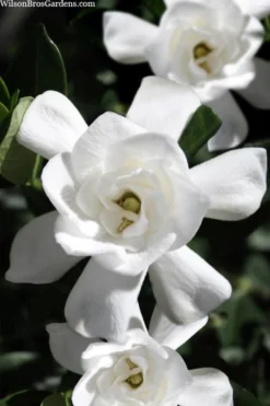 Steady As She Goes Hardy Gardenia - 3 Gallon Pot -Garden & Outdoors gardenia jasminoides steady as she goes 1