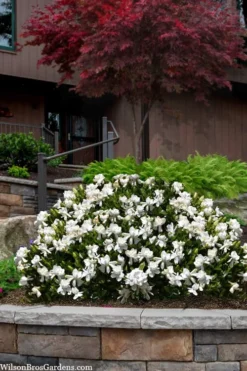 Steady As She Goes Hardy Gardenia - 3 Gallon Pot