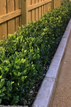 Summer Snow Gardenia - 3 Gallon Pot -Garden & Outdoors gardenia jasminoides summer snow 11