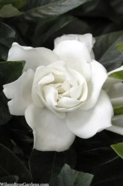 Summer Snow Gardenia - 3 Gallon Pot