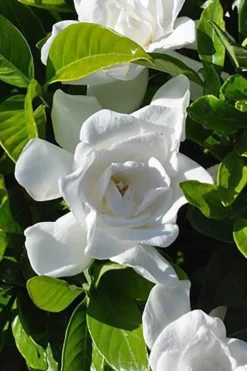 Summer Snow Gardenia - 3 Gallon Pot -Garden & Outdoors gardenia jasminoides summer snow 4