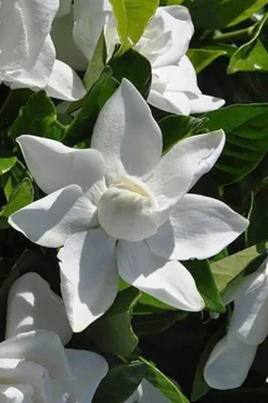 Summer Snow Gardenia - 3 Gallon Pot -Garden & Outdoors gardenia jasminoides summer snow 5