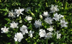 Summer Snow Gardenia - 3 Gallon Pot -Garden & Outdoors gardenia jasminoides summer snow 9