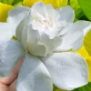 Gold Doubloon Gardenia - 3 Gallon Pot