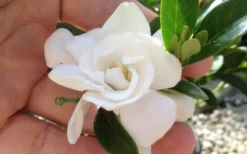 Jubilation Gardenia - 2.5 Quart Pot -Garden & Outdoors gardeniajubilation 3