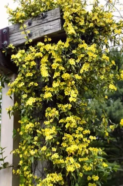 Margarita Cold Hardy Carolina Jasmine Vine (Gelsemium) - 1 Gallon Pot -Garden & Outdoors gelsemium sempervirens margarita cold hardy carolina jasmine vine 100