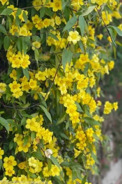Margarita Cold Hardy Carolina Jasmine Vine (Gelsemium) - 1 Gallon Pot -Garden & Outdoors gelsemium sempervirens margarita cold hardy carolina jasmine vine 103
