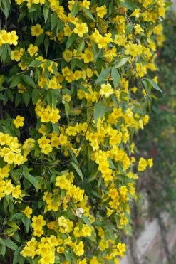 Margarita Cold Hardy Carolina Jasmine Vine (Gelsemium) - 1 Gallon Pot -Garden & Outdoors gelsemium sempervirens margarita cold hardy carolina jasmine vine 104