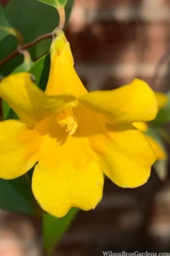 Margarita Cold Hardy Carolina Jasmine Vine (Gelsemium) - 1 Gallon Pot -Garden & Outdoors gelsemium sempervirens margarita cold hardy carolina jasmine vine 106