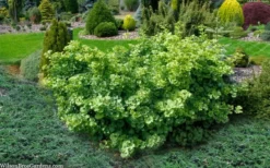Mariken Dwarf Ginkgo Tree - 3 Gallon Pot (1.5-2.5') -Garden & Outdoors ginkgo biloba mariken dwarf 5