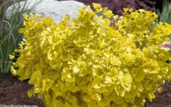 Troll Dwarf Ginkgo Tree - 2 Gallon Pot -Garden & Outdoors ginkgo biloba troll dwarf maidenhair tree 4