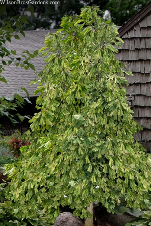 California Sunset Ginkgo Tree - 3 Gallon Pot (2-3') 5 California Sunset Ginkgo Tree - 3 Gallon Pot (2-3') - Image 5