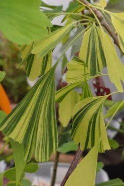 California Sunset Ginkgo Tree - 3 Gallon Pot (4-5') -Garden & Outdoors ginkgo california sunset 4