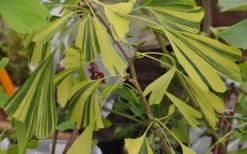 California Sunset Ginkgo Tree - 3 Gallon Pot (4-5') -Garden & Outdoors ginkgo california sunset 5