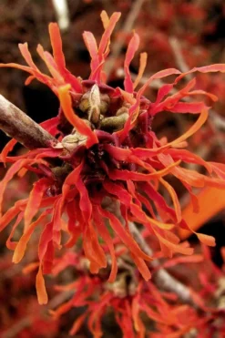 Diane Red Witch Hazel (Hamamelis X Intermedia) - 7 Gallon Pot -Garden & Outdoors hamamelis intermedia diane witch hazel 2