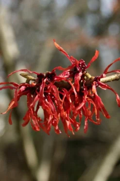 Diane Red Witch Hazel (Hamamelis X Intermedia) - 7 Gallon Pot -Garden & Outdoors hamamelis intermedia diane witch hazel 4
