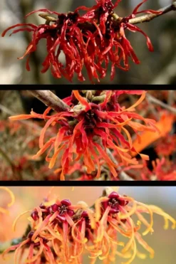 Diane Red Witch Hazel (Hamamelis X Intermedia) - 7 Gallon Pot -Garden & Outdoors hamamelis intermedia diane witch hazel 5