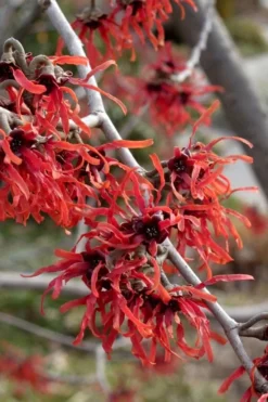 Diane Red Witch Hazel (Hamamelis X Intermedia) - 7 Gallon Pot -Garden & Outdoors hamamelis intermedia diane witch hazel 6