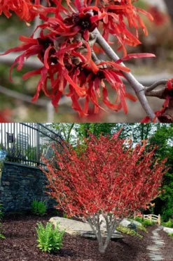 Diane Red Witch Hazel (Hamamelis X Intermedia) - 7 Gallon Pot -Garden & Outdoors hamamelis intermedia diane witch hazel 8