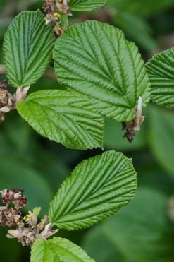 Ozark Witch Hazel (Hamamelis Vernalis) - 5 Gallon Pot -Garden & Outdoors hamamelis veralis vernal ozark witch hazel 2