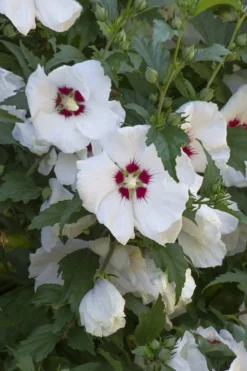 Red Heart Rose Of Sharon - 1 Gallon Pot -Garden & Outdoors hibiscus syriacus red heart rose of sharon 20