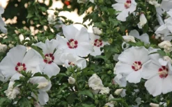 Red Heart Rose Of Sharon - 1 Gallon Pot -Garden & Outdoors hibiscus syriacus red heart rose of sharon 21
