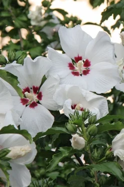 Red Heart Rose Of Sharon - 1 Gallon Pot -Garden & Outdoors hibiscus syriacus red heart rose of sharon 22