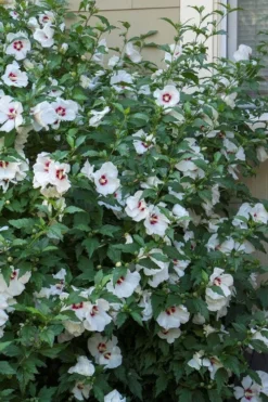 Red Heart Rose Of Sharon - 1 Gallon Pot -Garden & Outdoors hibiscus syriacus red heart rose of sharon 23