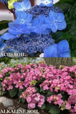 Endless Summer 'Pop Star' Hydrangea - 3 Gallon Pot -Garden & Outdoors hydrangea endless summer pop star 1