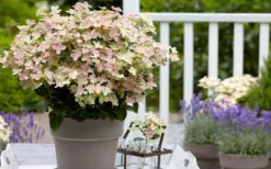 Early Evolution Hydrangea - 1 Gallon Pot -Garden & Outdoors hydrangea paniculata early evolution 2