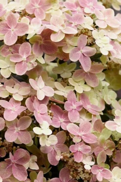 Early Evolution Hydrangea - 1 Gallon Pot -Garden & Outdoors hydrangea paniculata early evolution 3