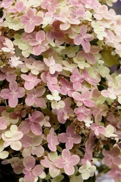 Early Evolution Hydrangea - 1 Gallon Pot -Garden & Outdoors hydrangea paniculata early evolution 4