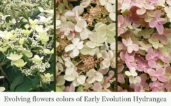 Early Evolution Hydrangea - 1 Gallon Pot -Garden & Outdoors hydrangea paniculata early evolution 5