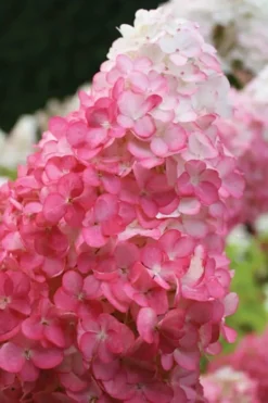 Vanilla Strawberry Hydrangea - 1 Gallon Pot -Garden & Outdoors hydrangea paniculata vanilla strawberry 20
