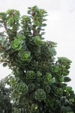 Dwarf Pagoda Japanese Holly - 1 Gallon Pot -Garden & Outdoors ilex crenata dwarf pagoda japanese holly 1