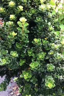 Dwarf Pagoda Japanese Holly - 1 Gallon Pot -Garden & Outdoors ilex crenata dwarf pagoda japanese holly 2